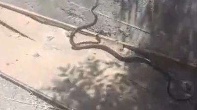 Şehir merkezine inen dev yılan korkuttu