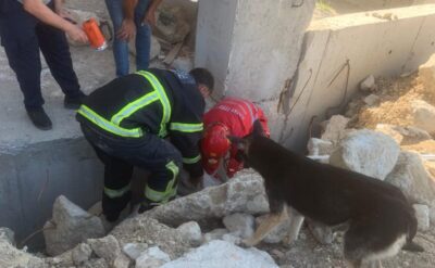 Anne köpek, yavrularını kurtaran ekiplerin başından bir an olsun ayrılmadı