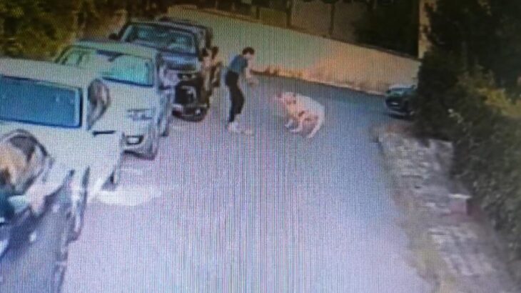 Tasmasız Köpek Dehşeti! Evcil Köpeği Parçaladı, Sahibi Kalp Krizi Geçirdi