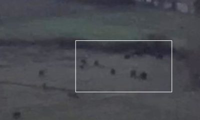 Köylülerin başı domuzlarla dertte