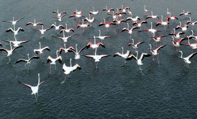 İlk flamingo kafilesi geldi