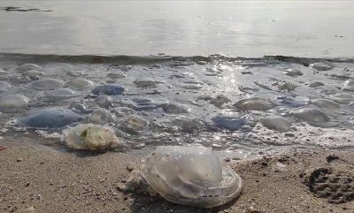 Akdeniz’de denizanası alarmı!