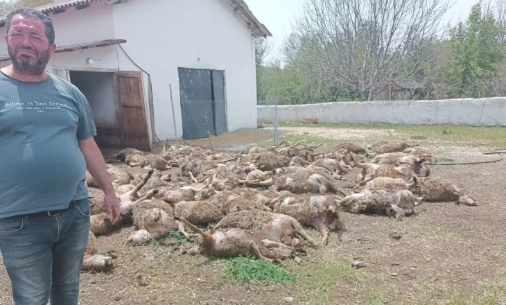 Kurtlar çiftliği girdi: 92 kuzu telef oldu