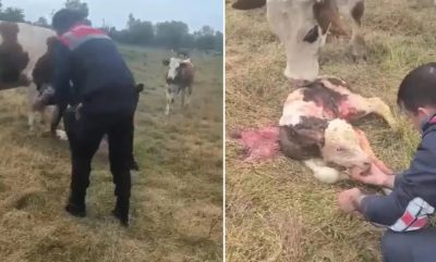 İlginç olay! Hayvanın doğumunu jandarma yaptırdı