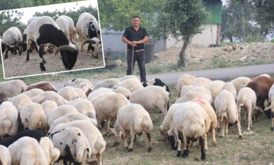 Hatay’da kurbanlıklara ilgi arttı