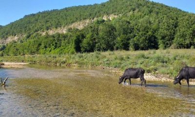 Meteorolojik kuraklık fizyolojik kuraklığa dönüştü