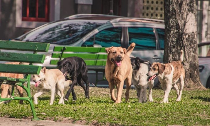 Sokak hayvanları düzenlemesinde yeni gelişme