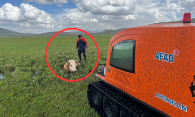Çamurda mahsur kalan ineği AFAD ekipleri kurtardı