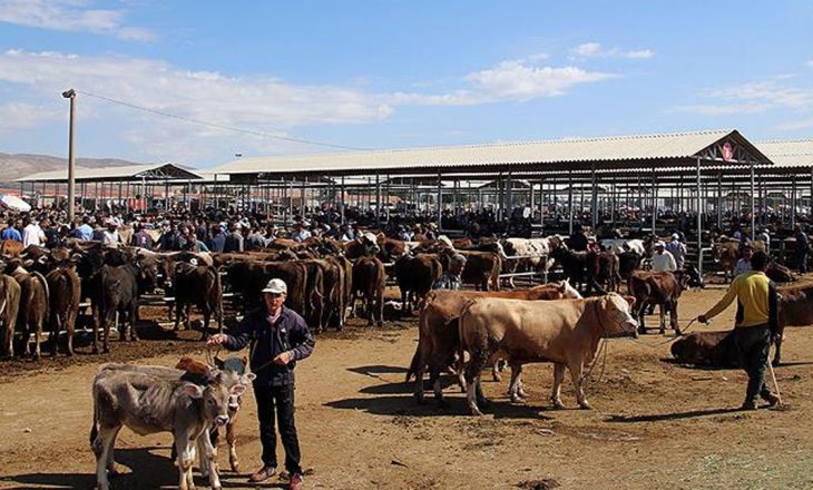 Canlı hayvan fiyatlarında son durum