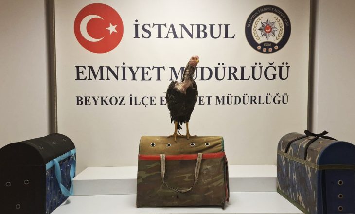 Horoz dövüşüne baskın: 21 kişiye rekor ceza