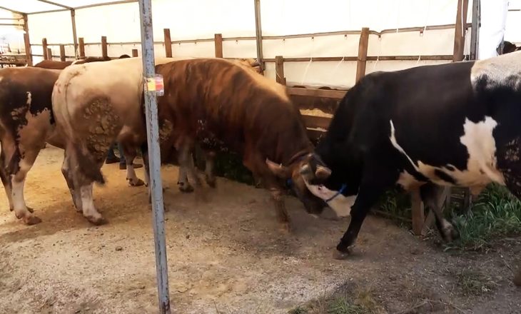 Kurban pazarında dev rekabet: ‘Şampiyon’ ve ‘İmparator’ arenada!