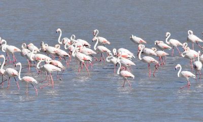 Ulaş Gölü geciken flamingo misafirlerine kavuştu