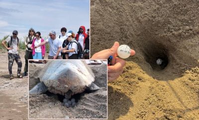 İlk caretta caretta yuvaları oluştu