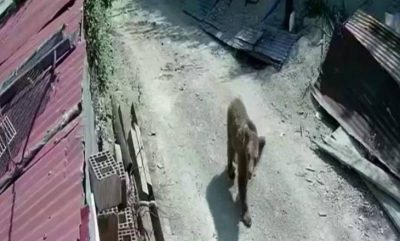 Vatandaşlar tedirgin: Şehrin farklı noktalarında görüldüler!