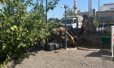 Tarihi Kemeraltı Çarşısı girişindeki dev çınar devrildi