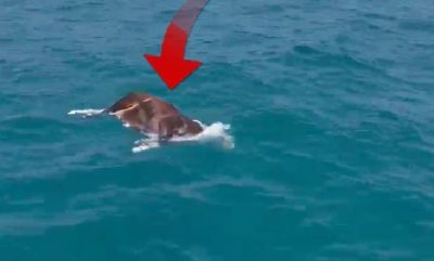 Antalya’da denizde bulundu! Görenler hayrete düştü