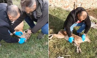 Yaban keçisi kalp masajıyla hayata döndürüldü