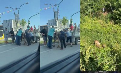 Kurbanlıklar kaçtı, vatandaşlar yakalamaya çalıştı