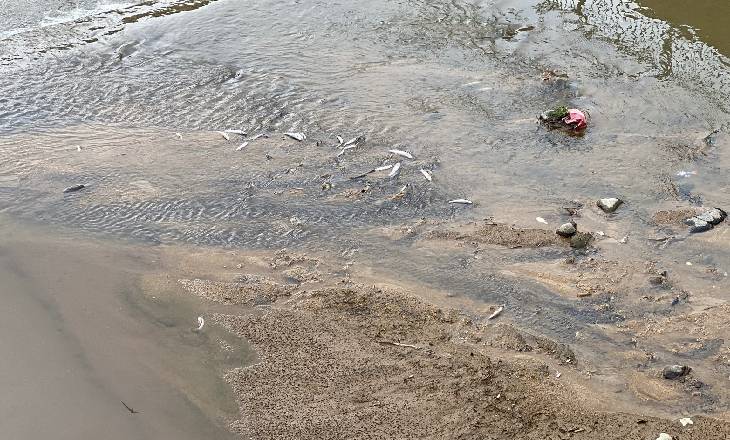 Rize’de derede balık ölümlerine inceleme