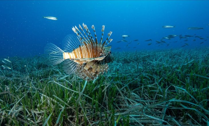 Antalya’da Kızıldeniz göçmeni istilacı türlerin yayılımı görüntülendi
